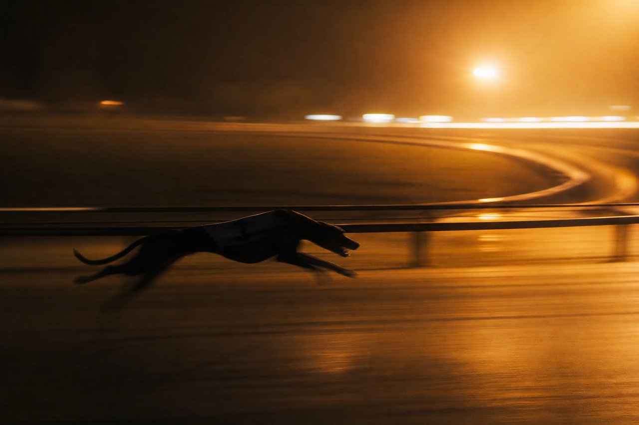 A greyhound at full stride along the rail under floodlights