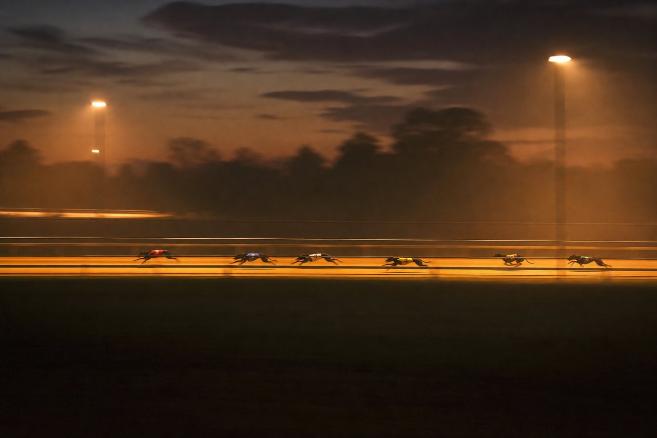 The Selection Process — Reading Greyhound Form — floodlit greyhound track